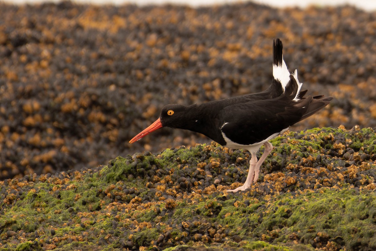 Magellanic Oystercatcher - ML634664223