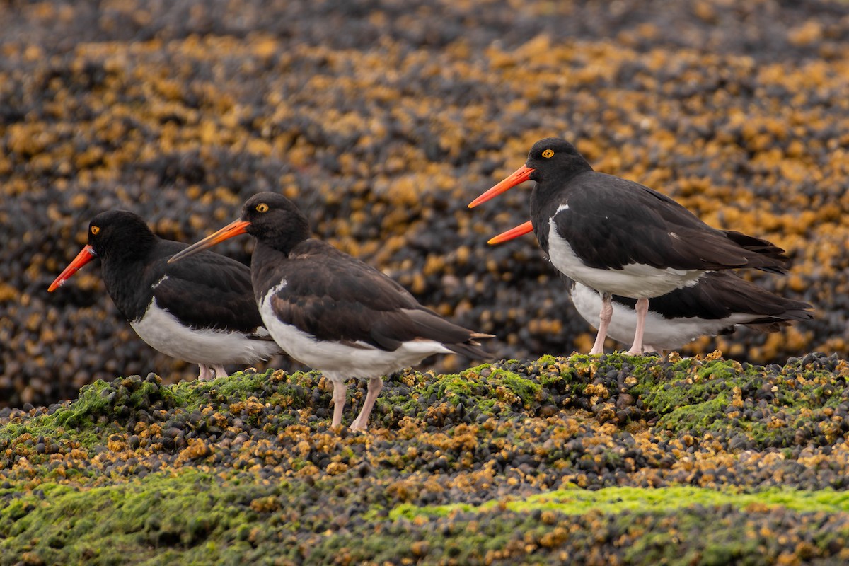 Magellanic Oystercatcher - ML634664225