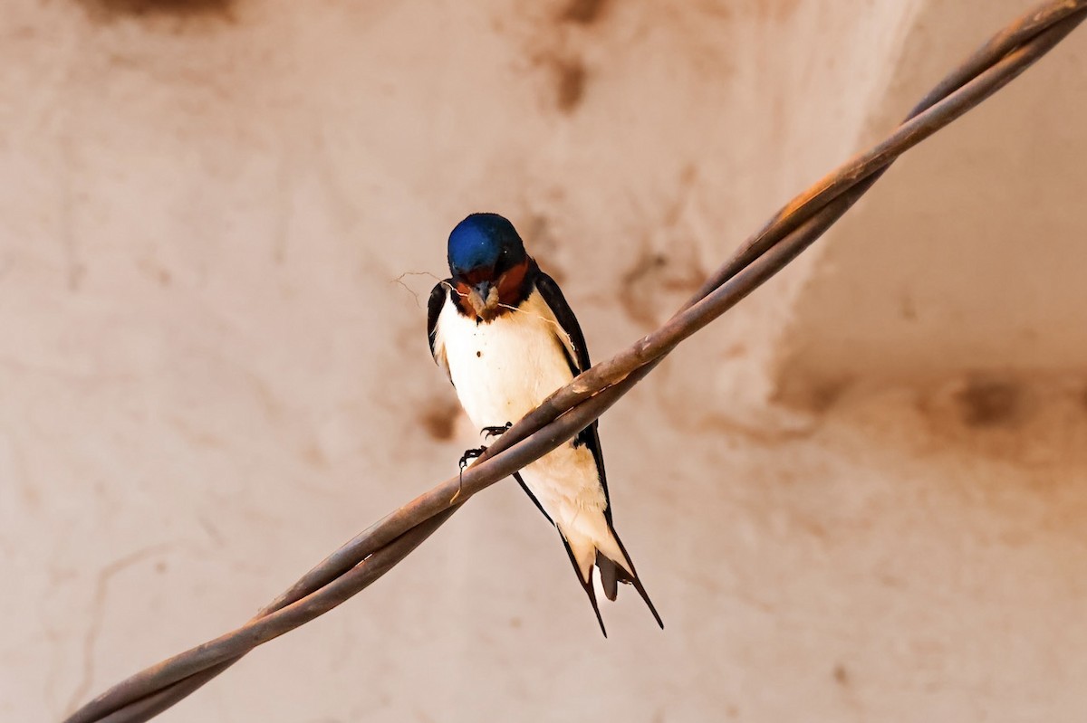 Red-chested Swallow - ML634664471