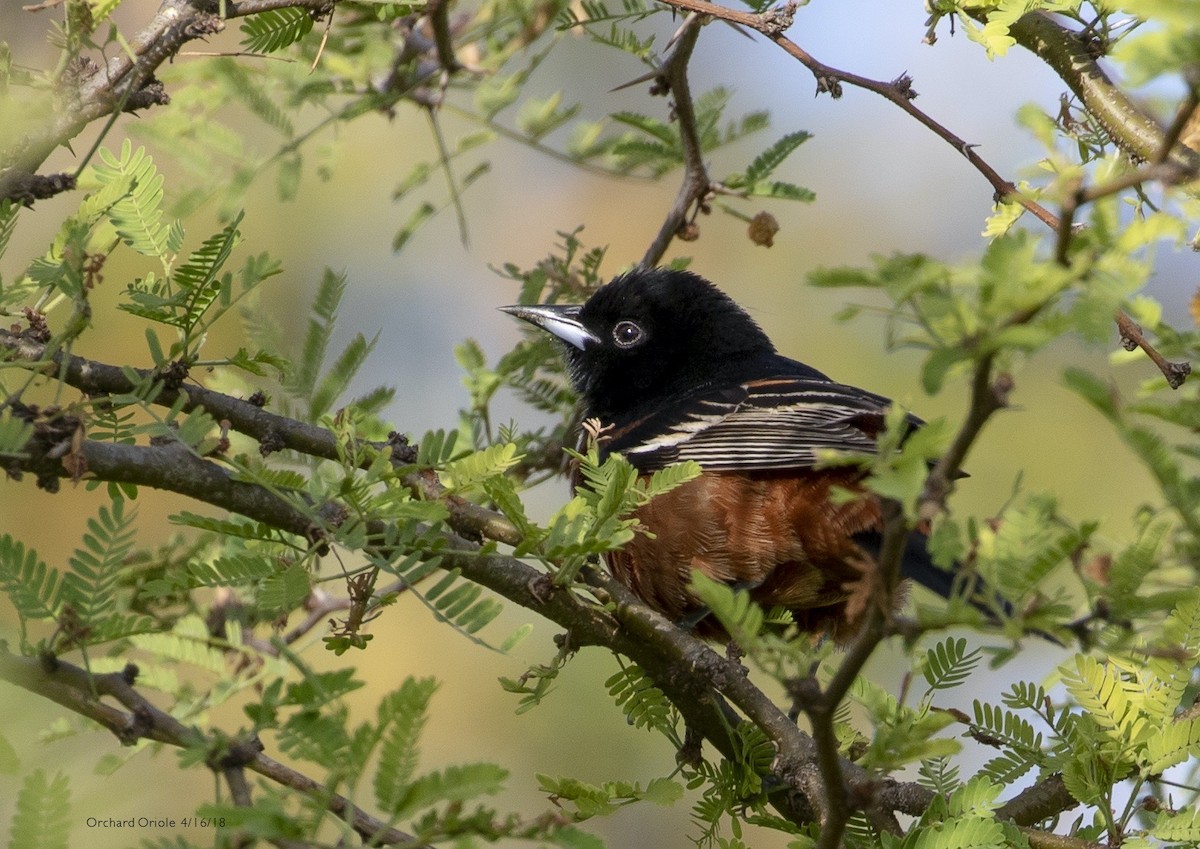 Orchard Oriole - ML634664501