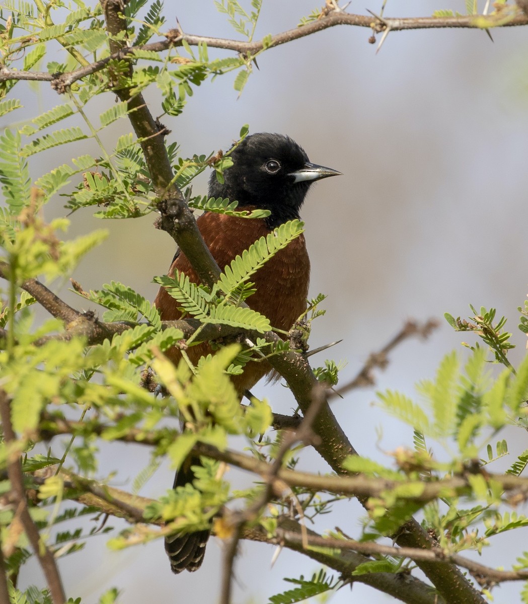 Orchard Oriole - ML634664502