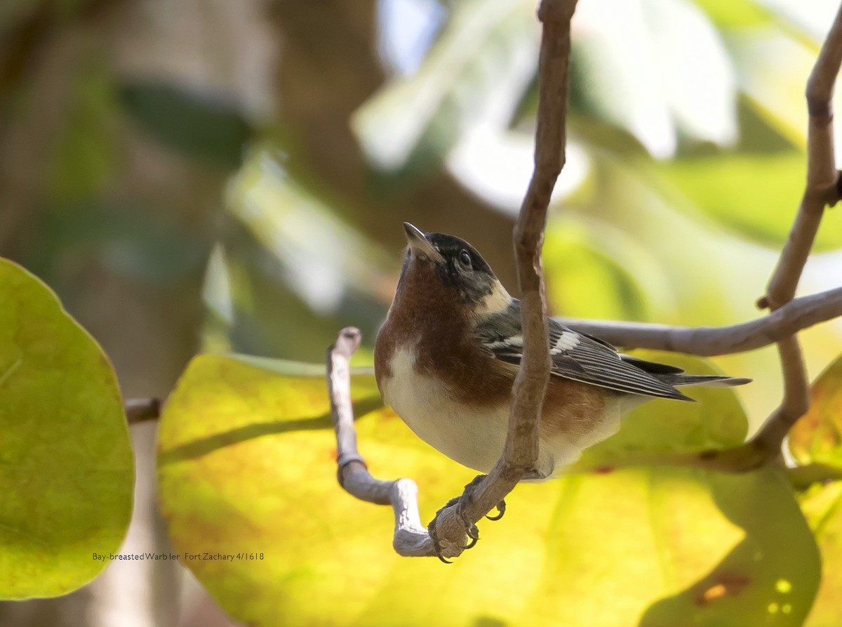 Bay-breasted Warbler - ML634664540