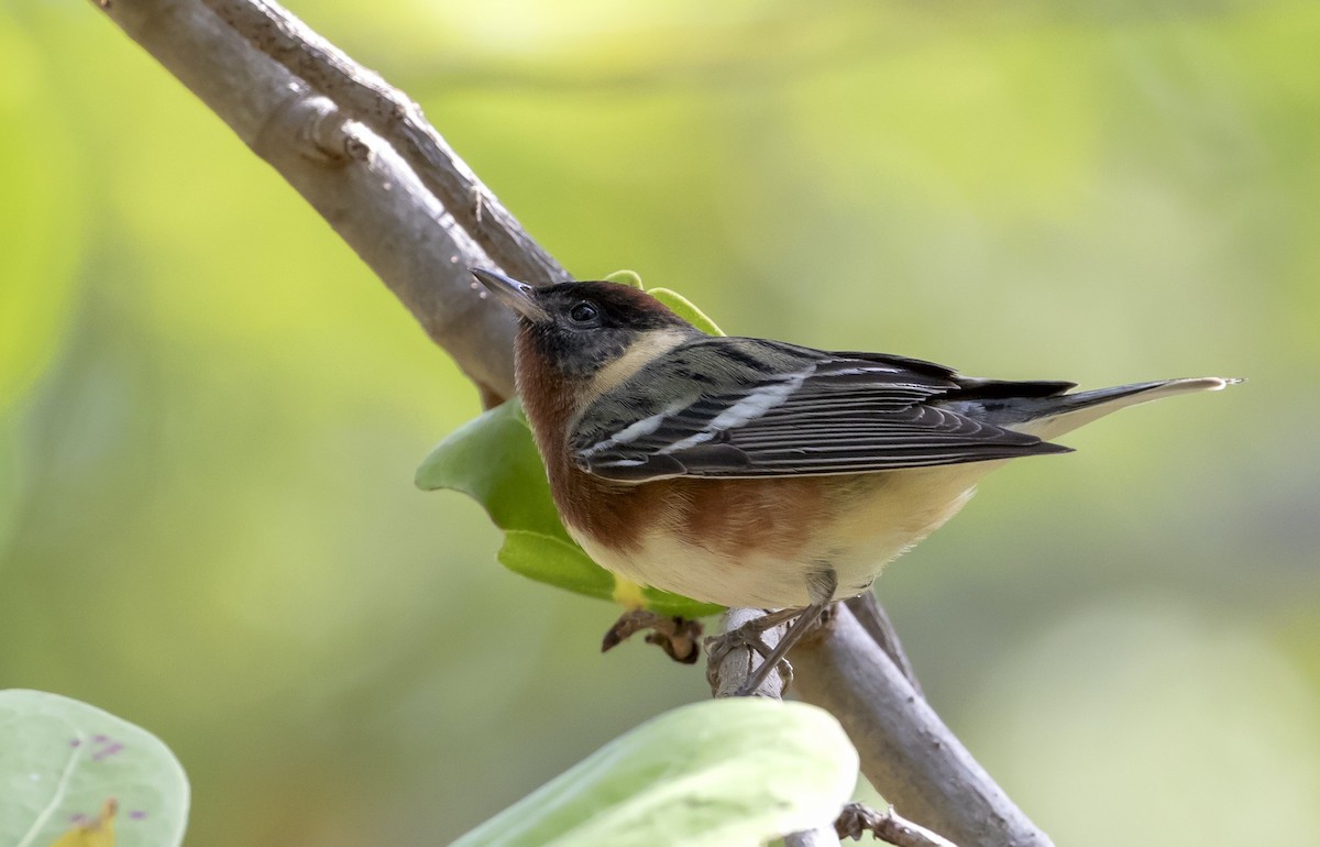 Bay-breasted Warbler - ML634664541