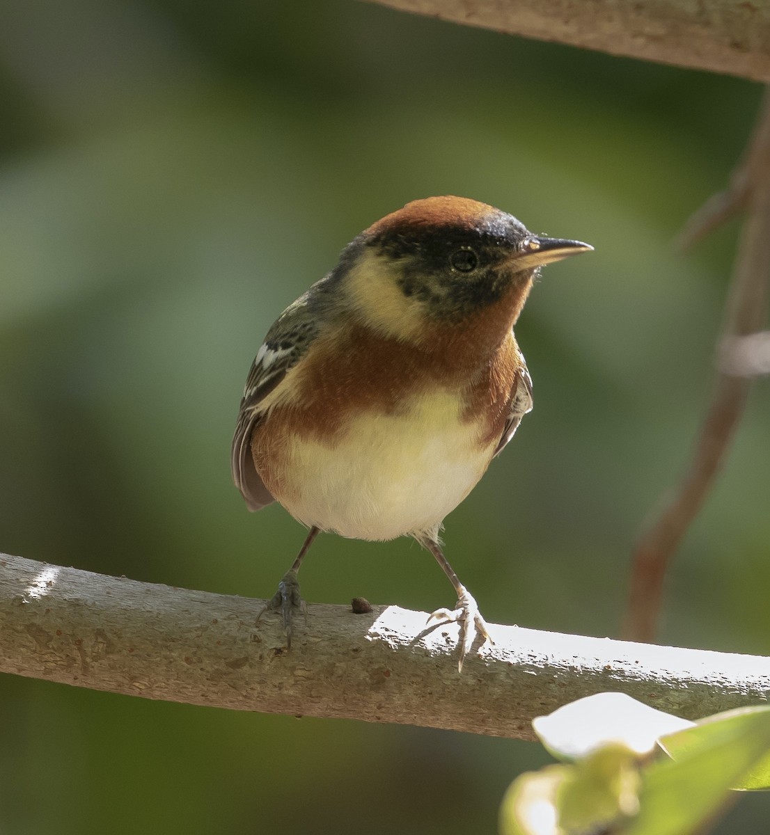 Bay-breasted Warbler - ML634664542