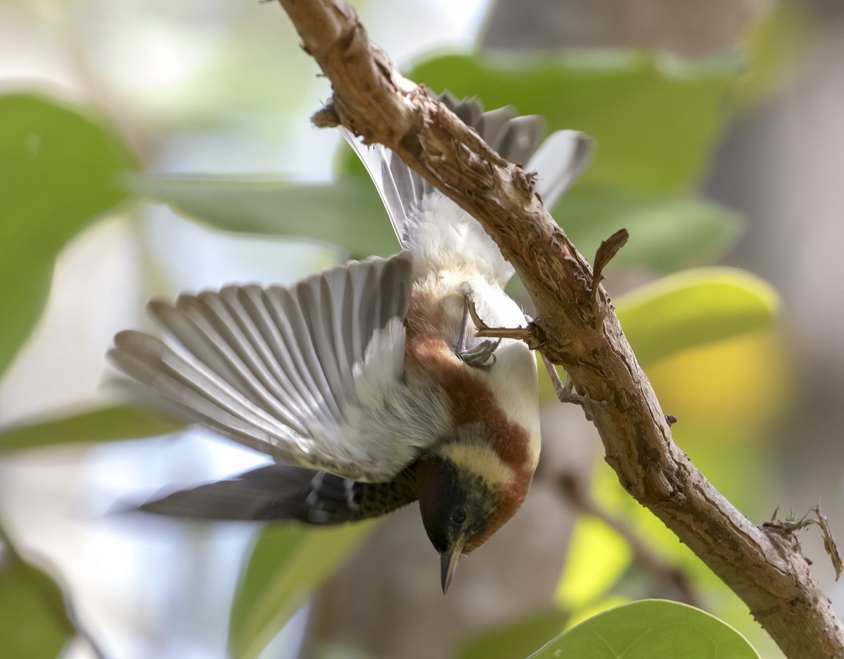 Bay-breasted Warbler - ML634664543