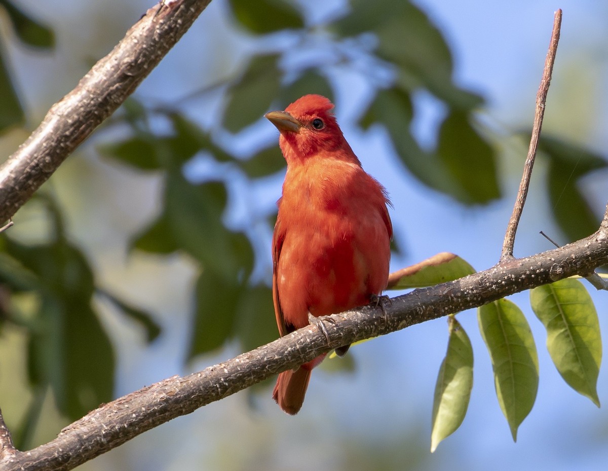 Summer Tanager - ML634664559