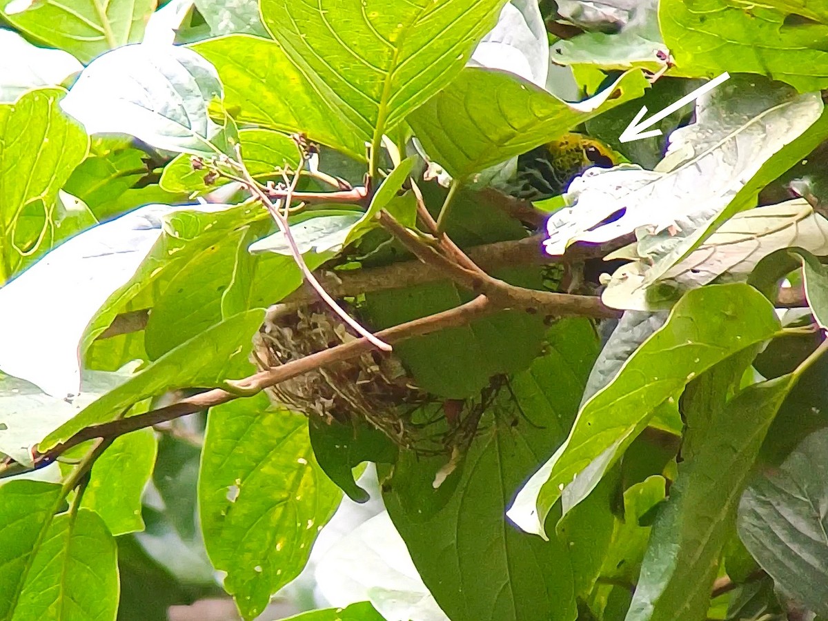 Speckled Tanager - ML634664639