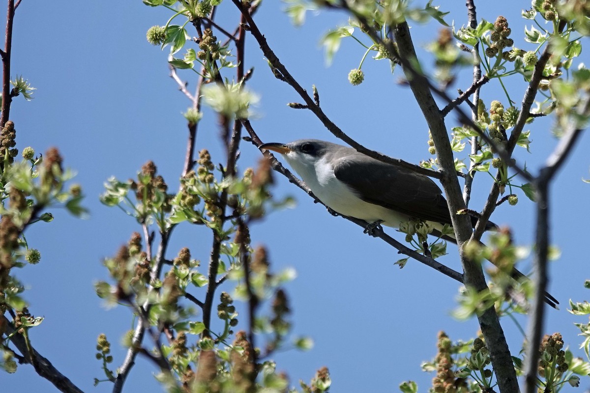 Yellow-billed Cuckoo - ML634664702