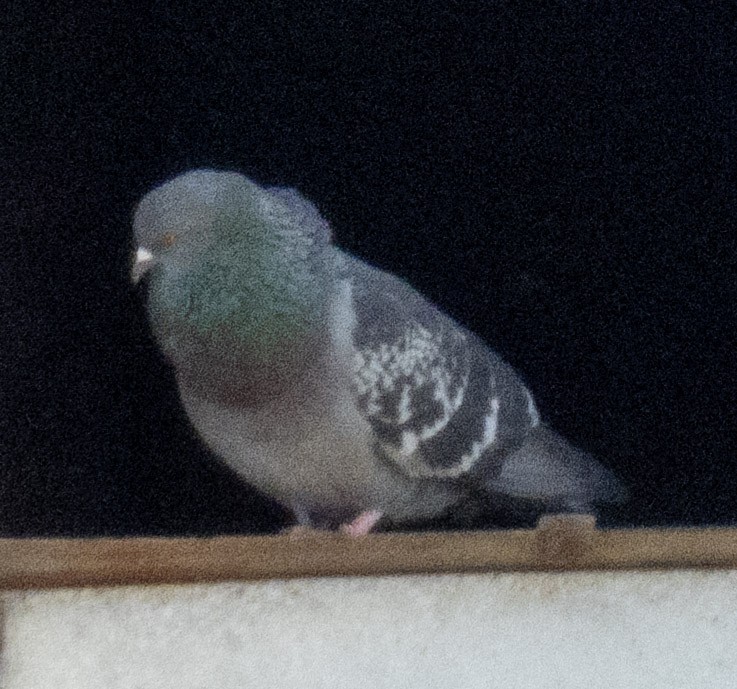 Rock Pigeon (Feral Pigeon) - ML634664776