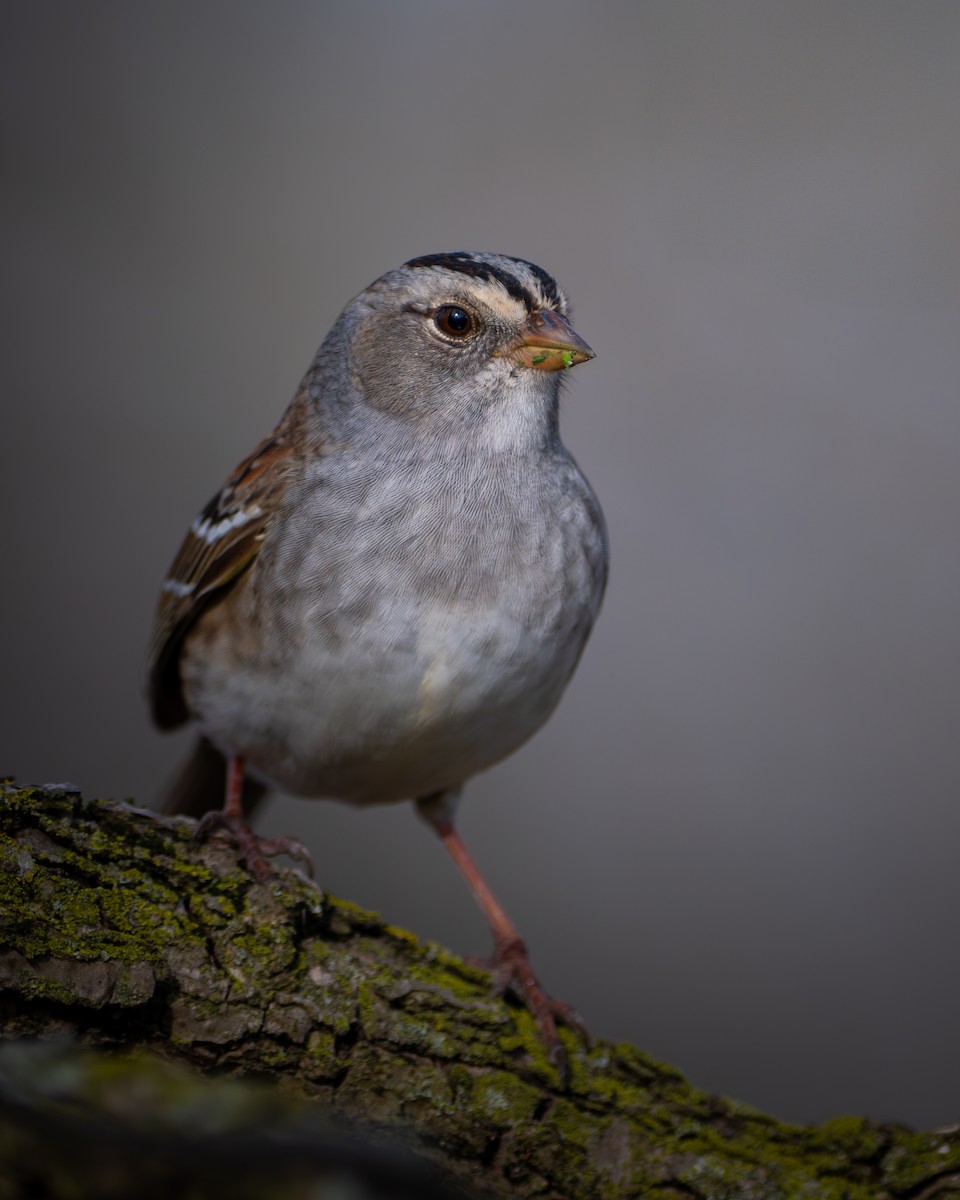 White-crowned x White-throated Sparrow (hybrid) - ML634664832