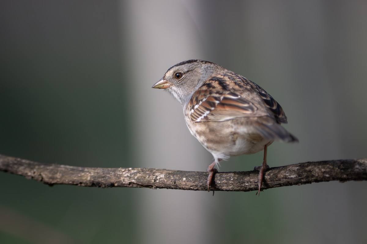 White-crowned x White-throated Sparrow (hybrid) - ML634664835