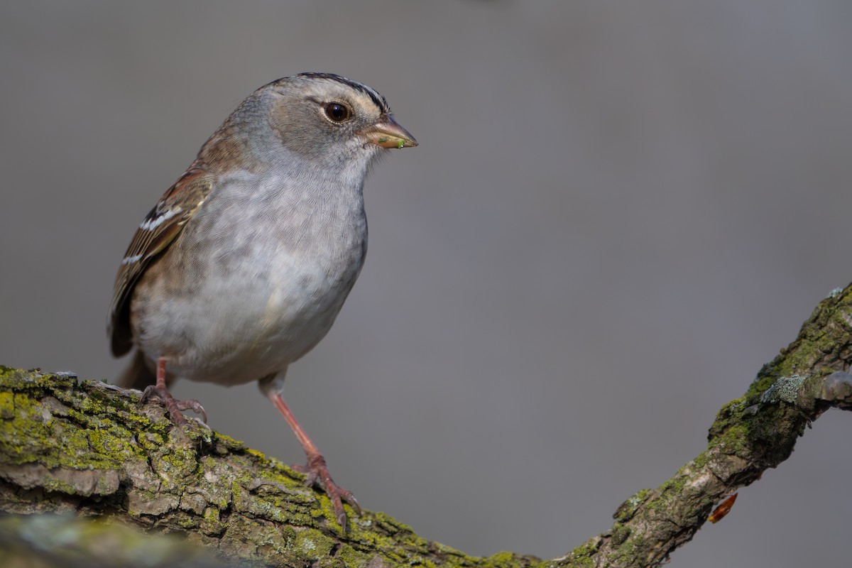 White-crowned x White-throated Sparrow (hybrid) - ML634664836