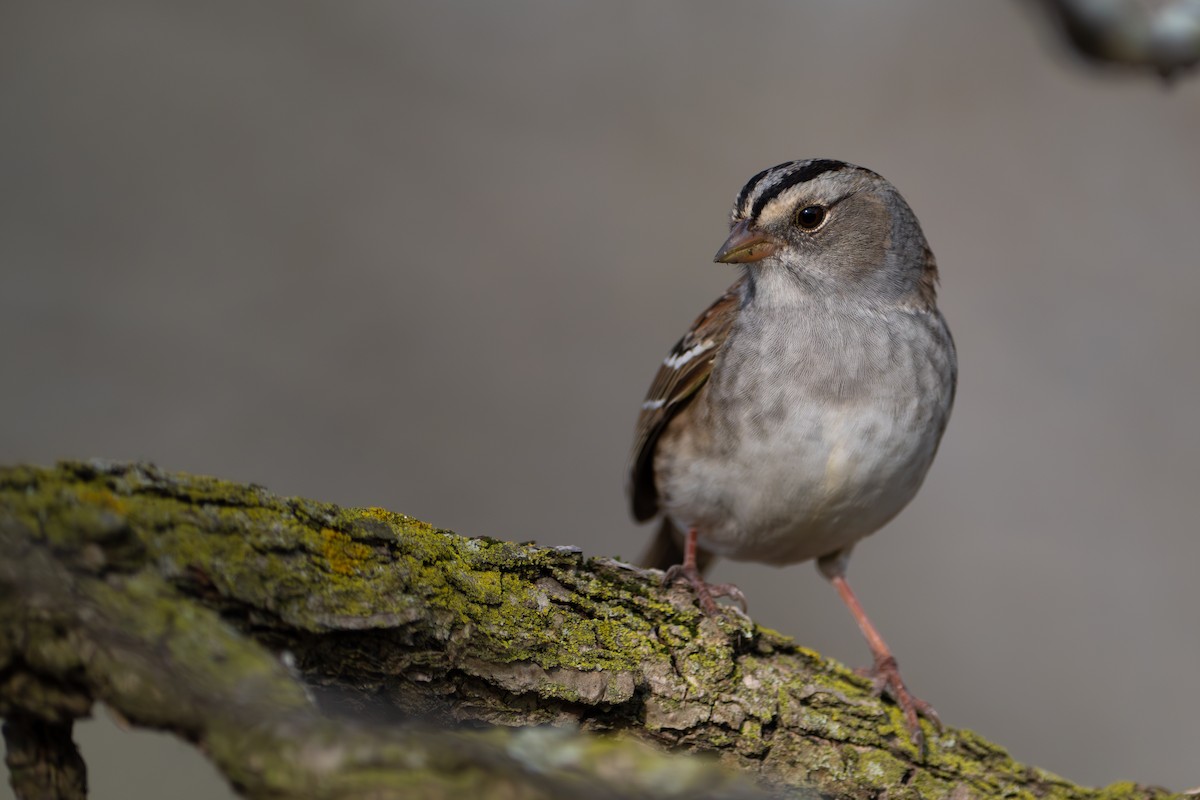 White-crowned x White-throated Sparrow (hybrid) - ML634664837