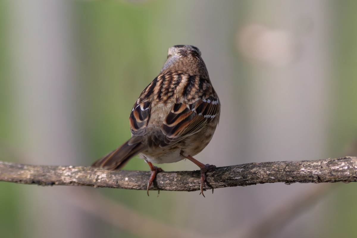 White-crowned x White-throated Sparrow (hybrid) - ML634664838