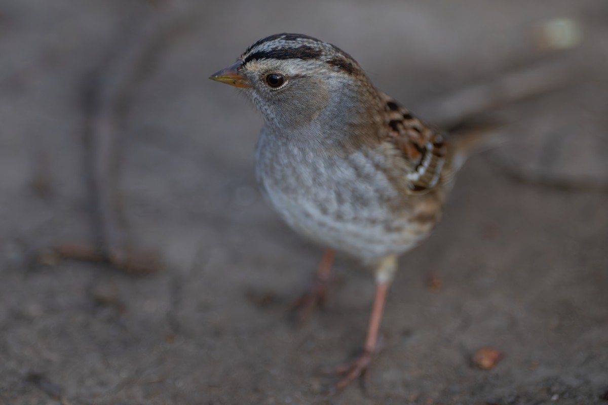 White-crowned x White-throated Sparrow (hybrid) - ML634664839