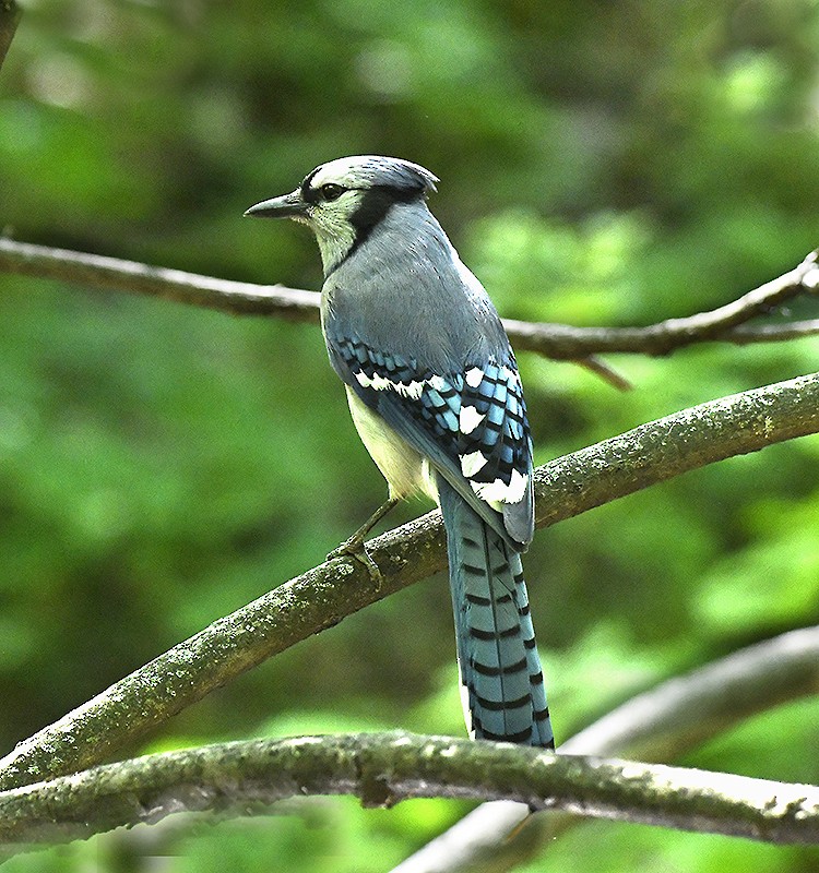 Blue Jay - ML634664917