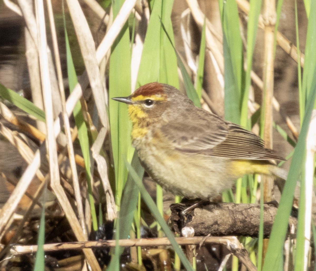 Palm Warbler - ML634665001