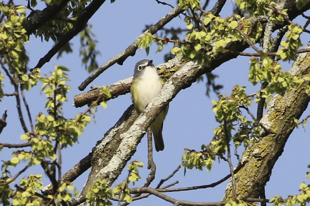 Blue-headed Vireo - ML634665056