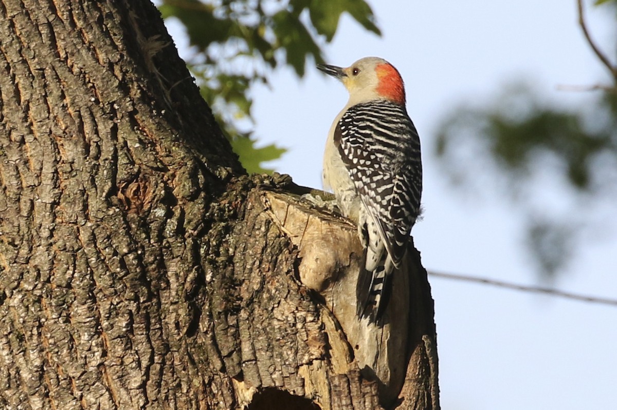 Red-bellied Woodpecker - ML634665064