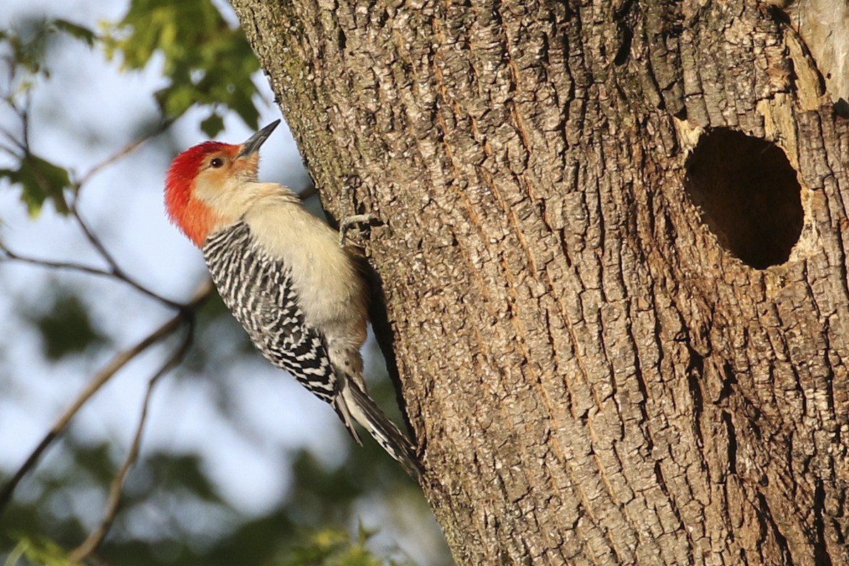 Red-bellied Woodpecker - ML634665065