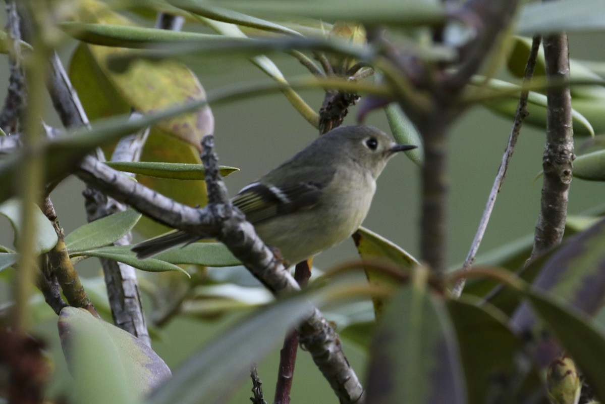 Ruby-crowned Kinglet - ML634665075