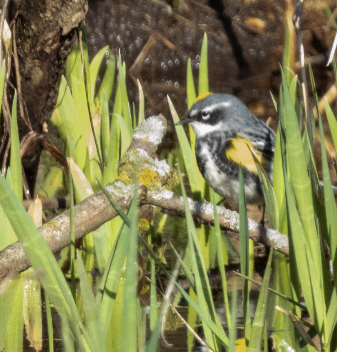 Yellow-rumped Warbler - ML634665077
