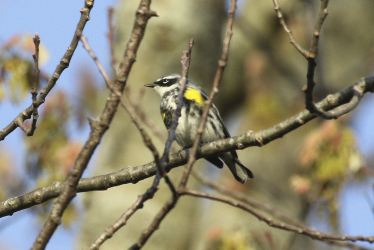 Yellow-rumped Warbler - ML634665083