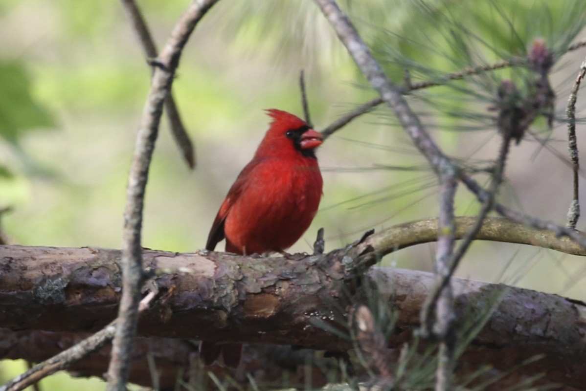 Northern Cardinal - ML634665092