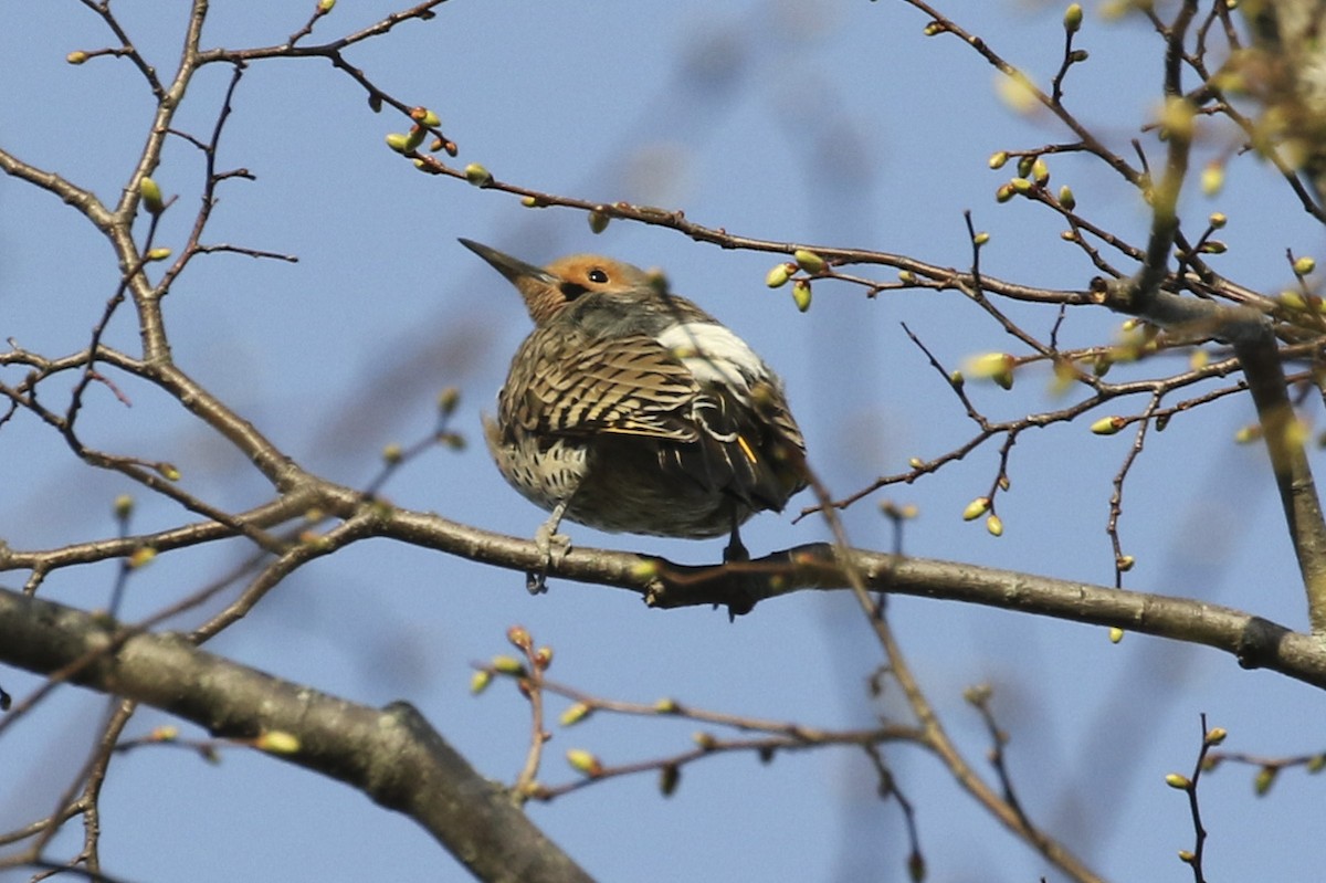 Northern Flicker - ML634665100