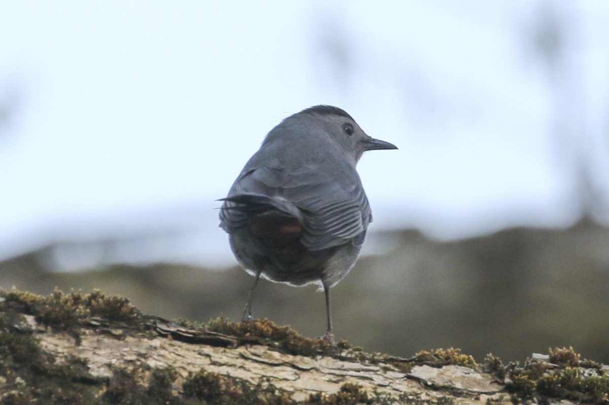 Gray Catbird - ML634665111