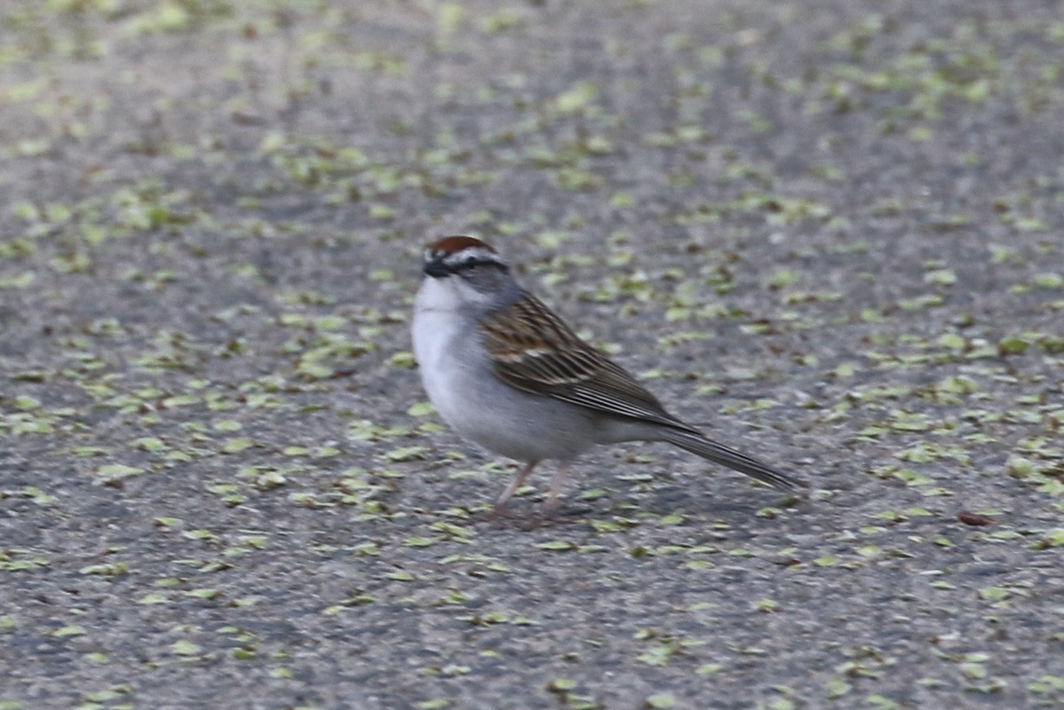 Chipping Sparrow - ML634665124
