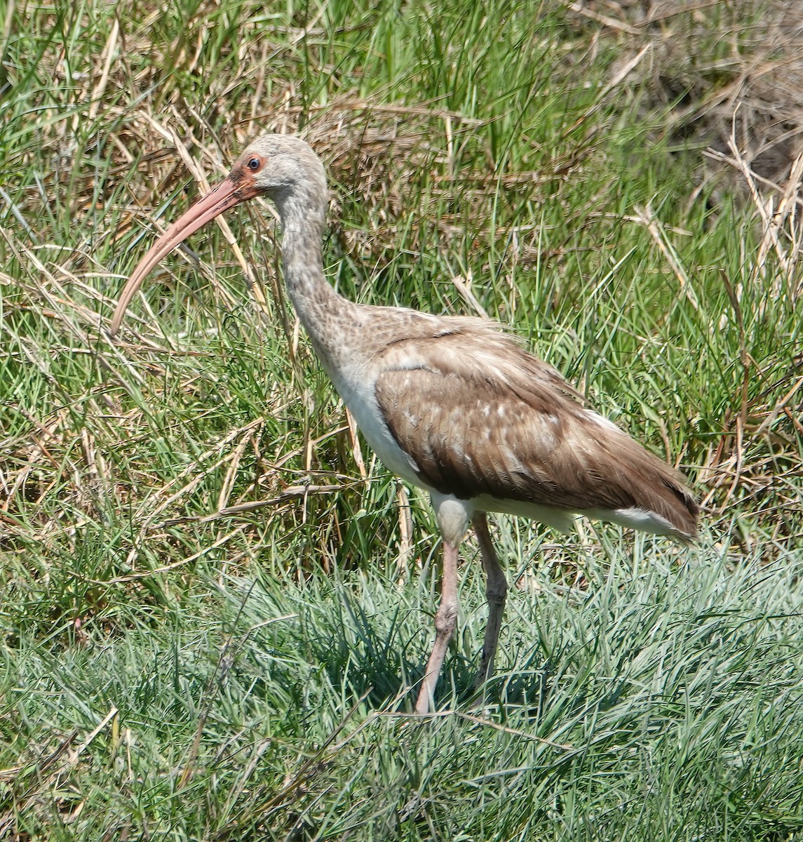 White Ibis - ML634665132