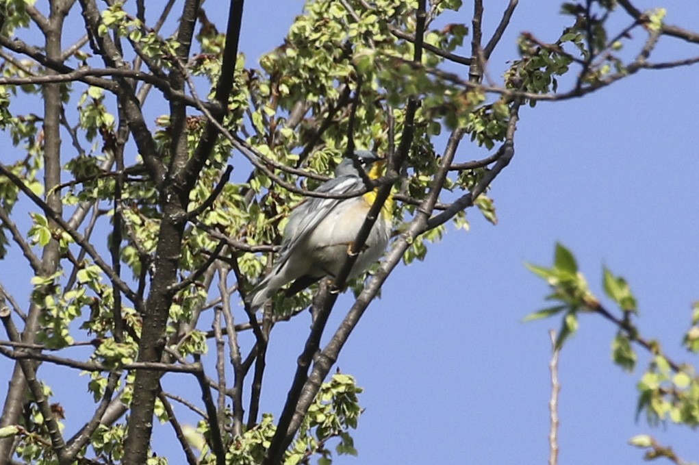 Northern Parula - ML634665134