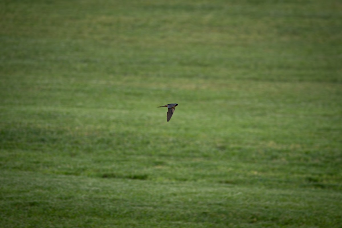 Barn Swallow - ML634665138