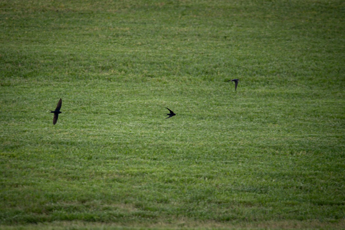 Barn Swallow - ML634665139