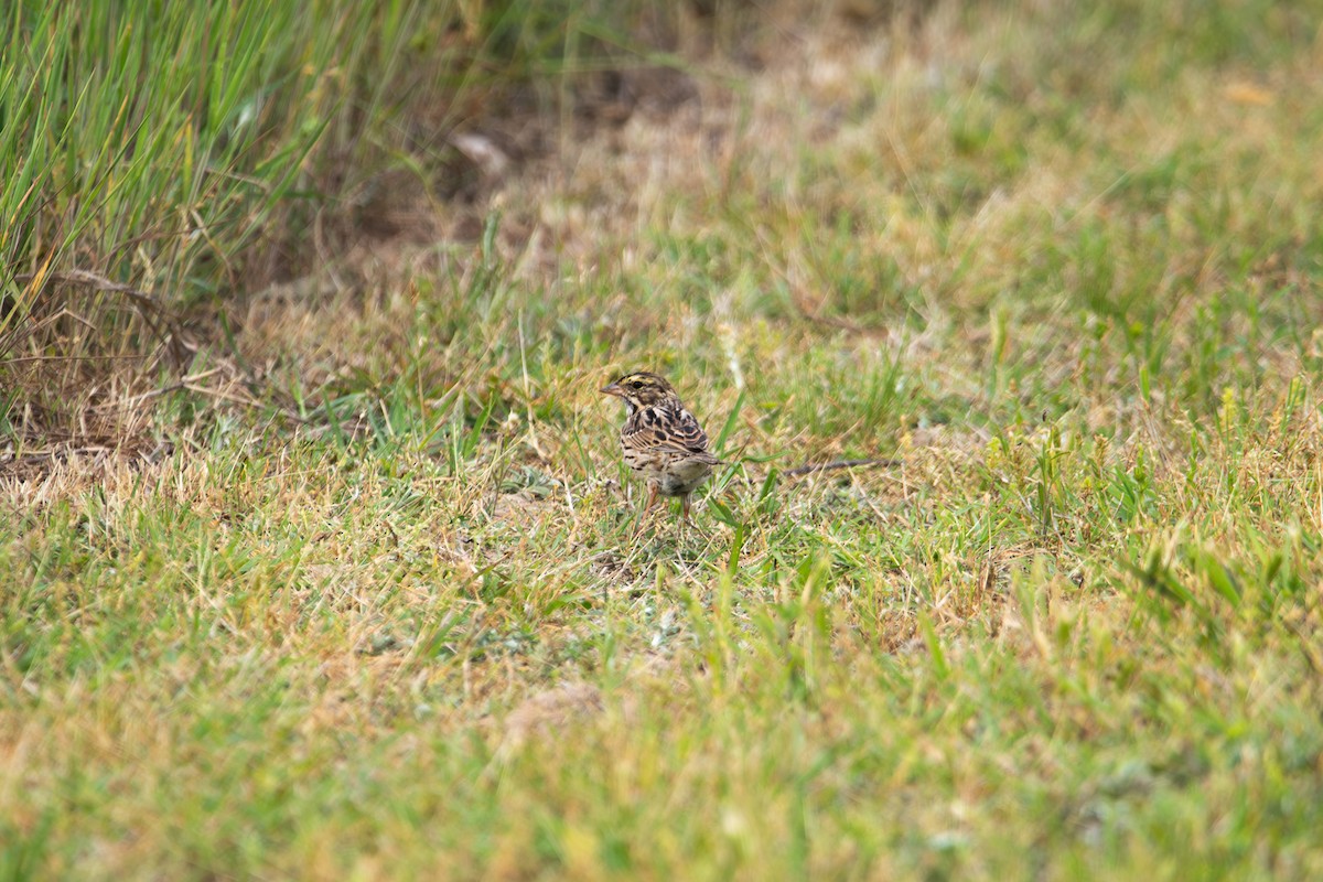 Savannah Sparrow - ML634665148