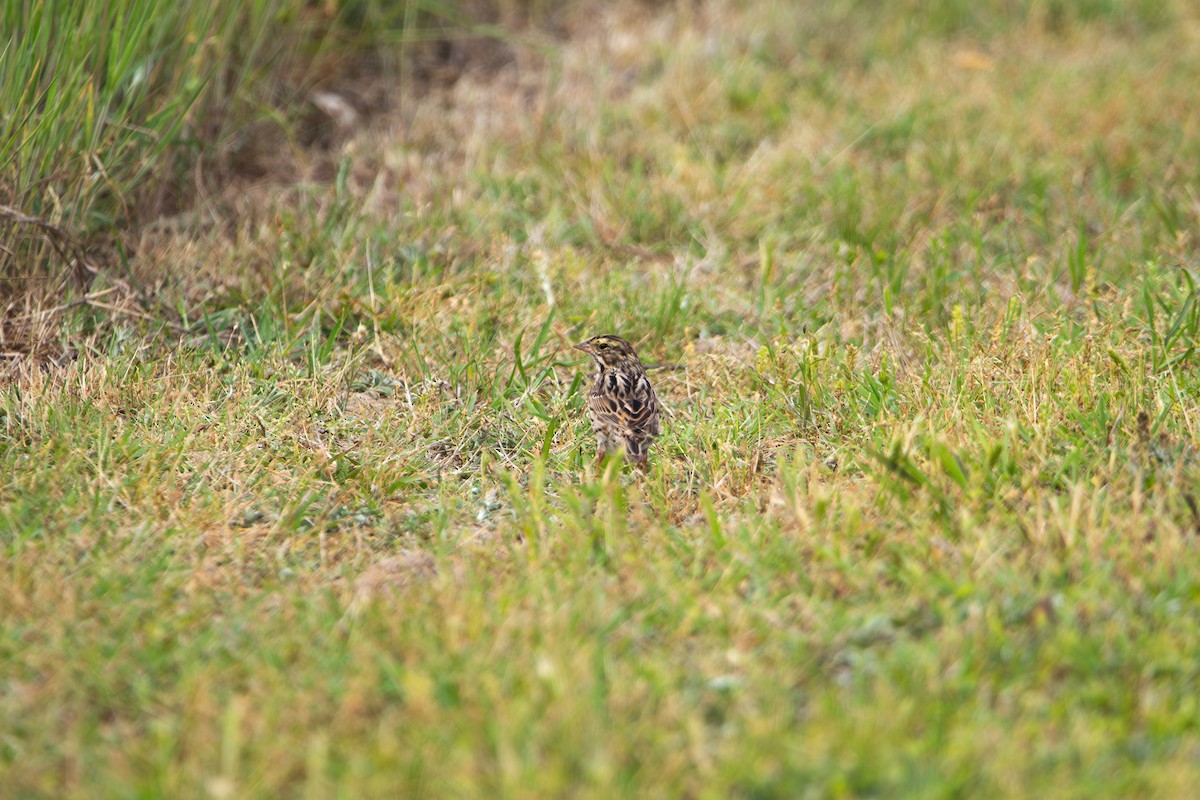 Savannah Sparrow - ML634665150