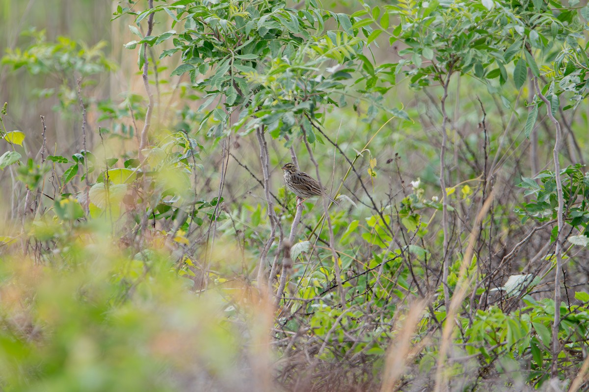 Savannah Sparrow - ML634665155