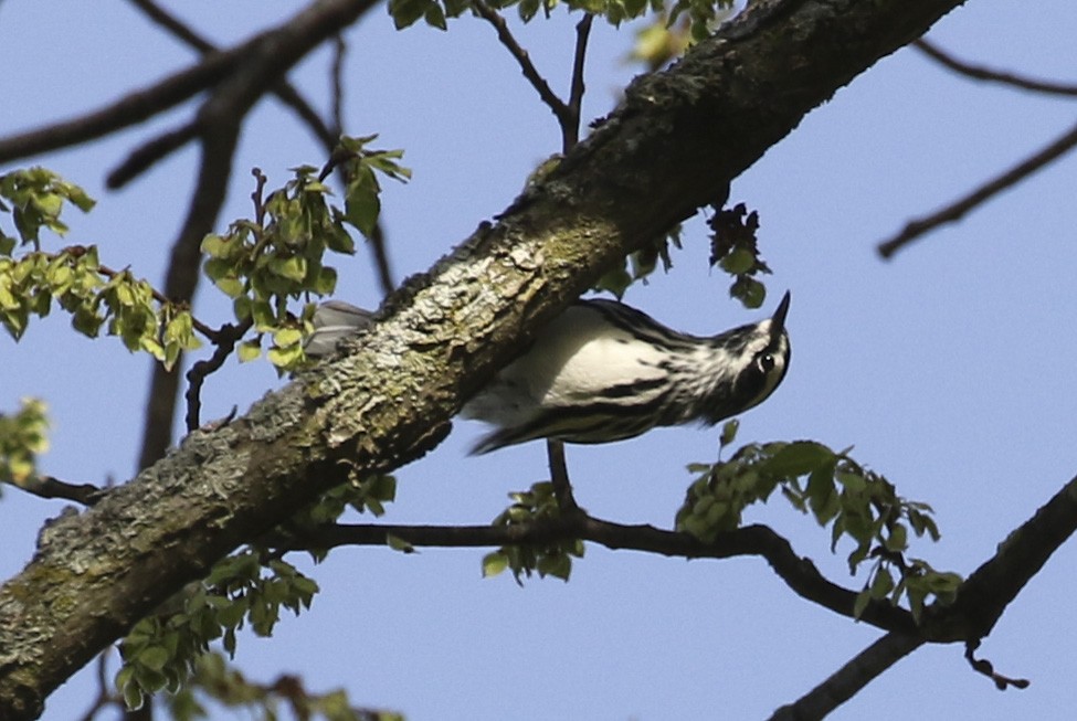 Black-and-white Warbler - ML634665159