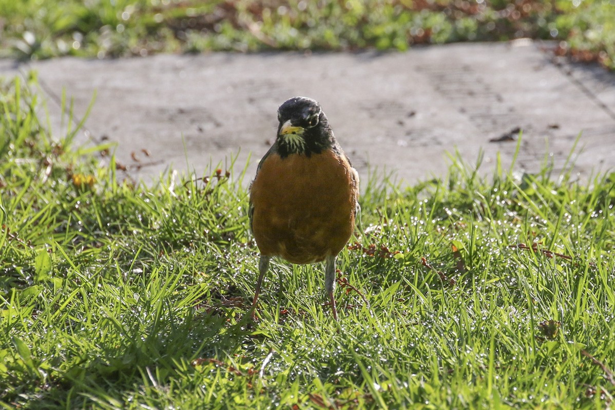 American Robin - ML634665177