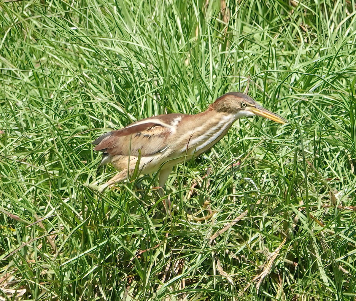Least Bittern - ML634665201