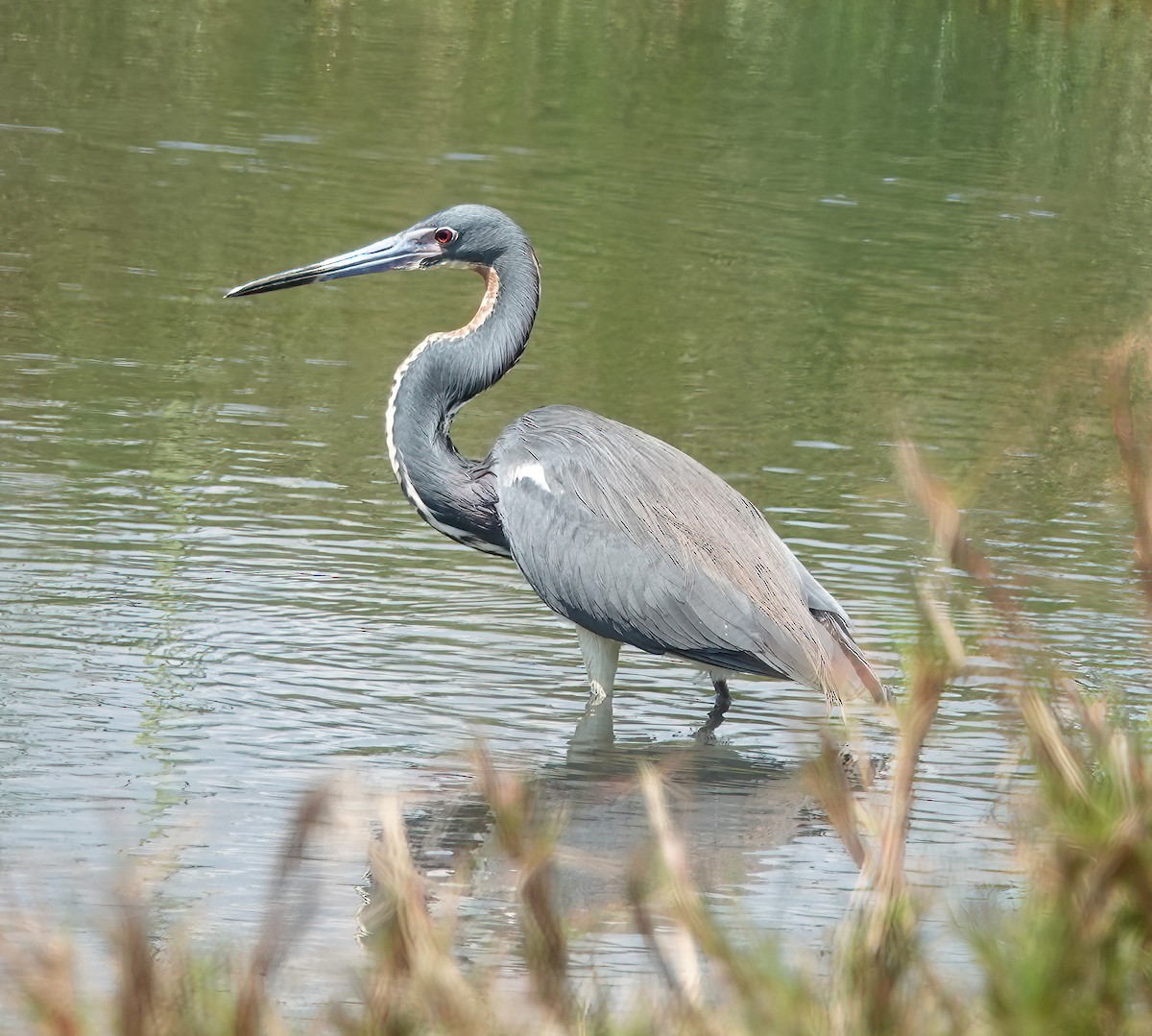 Tricolored Heron - ML634665220