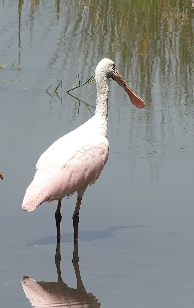 Roseate Spoonbill - ML634665238