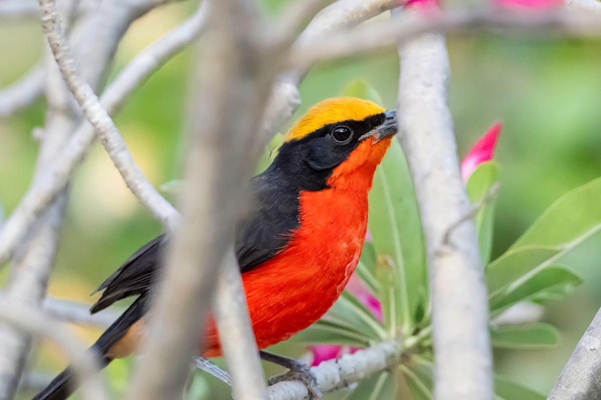 Yellow-crowned Gonolek - ML634665399