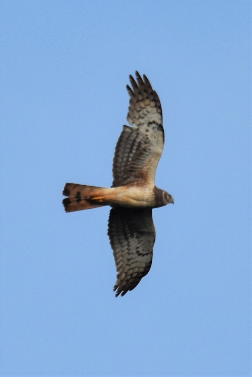 זרון אמריקני - ML634665493