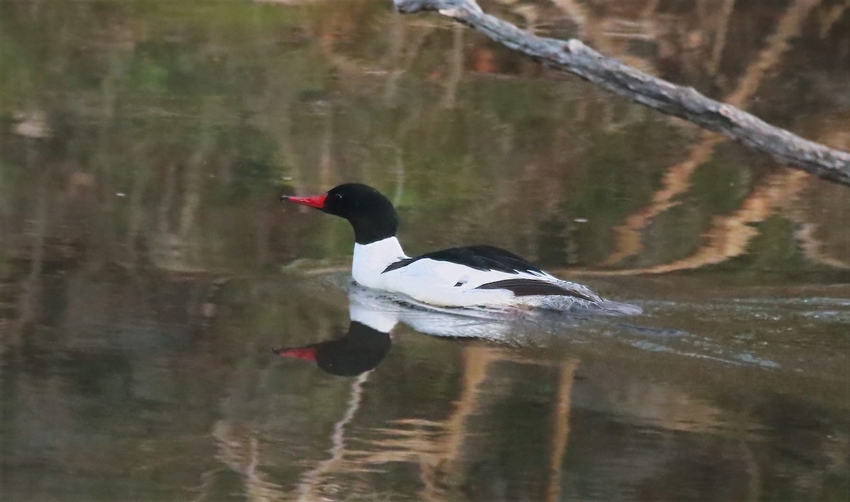 Common Merganser - ML634665668