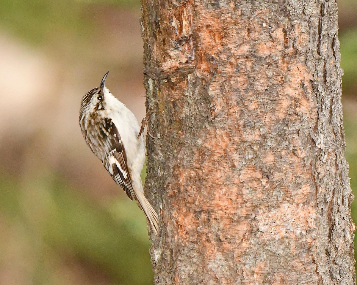 Brown Creeper - ML634665712