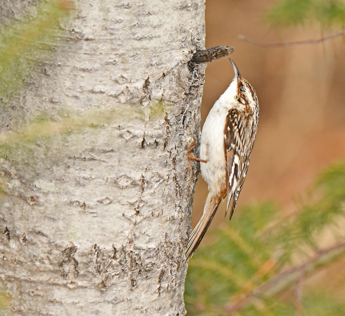 Brown Creeper - ML634665713
