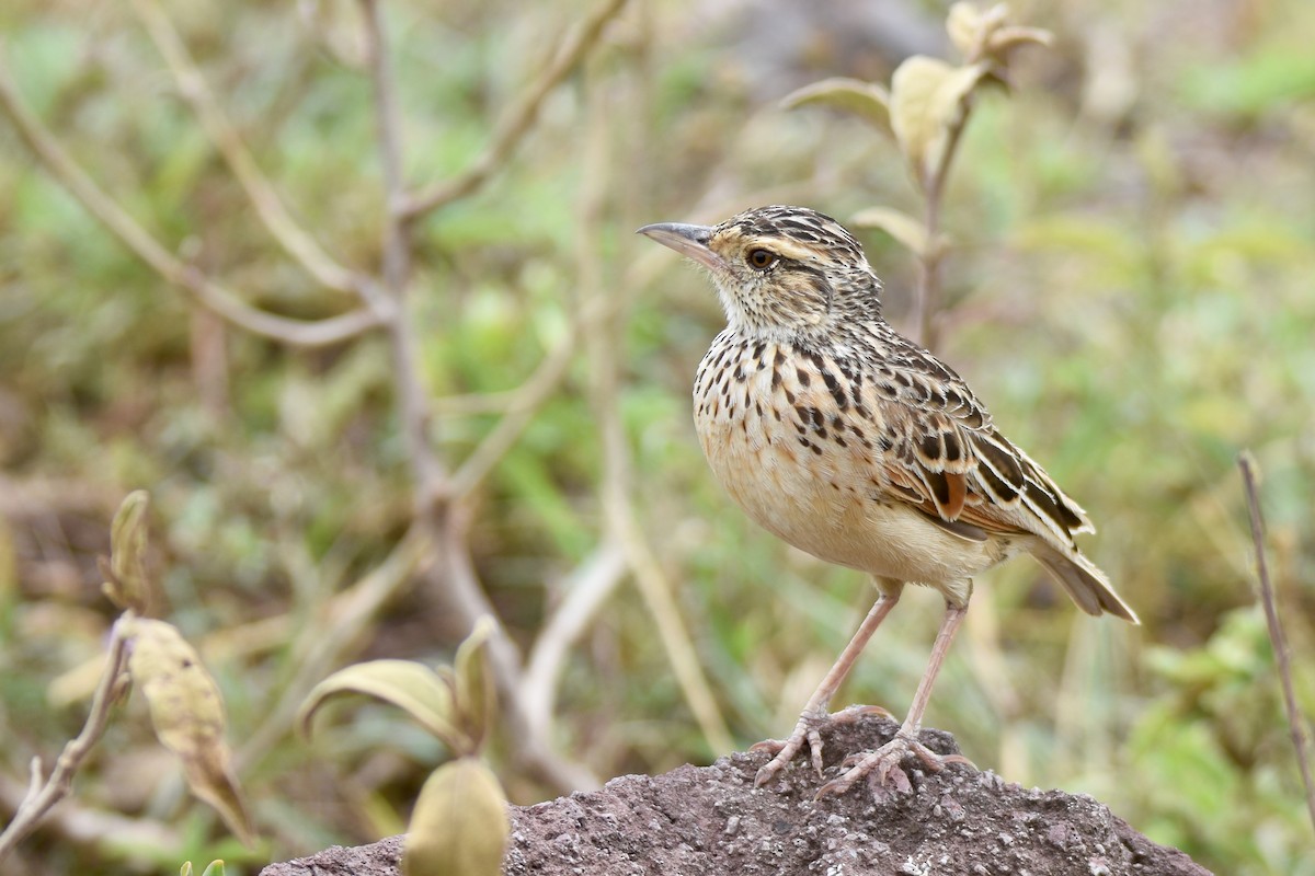 Rufous-naped Lark (Serengeti) - ML634665741