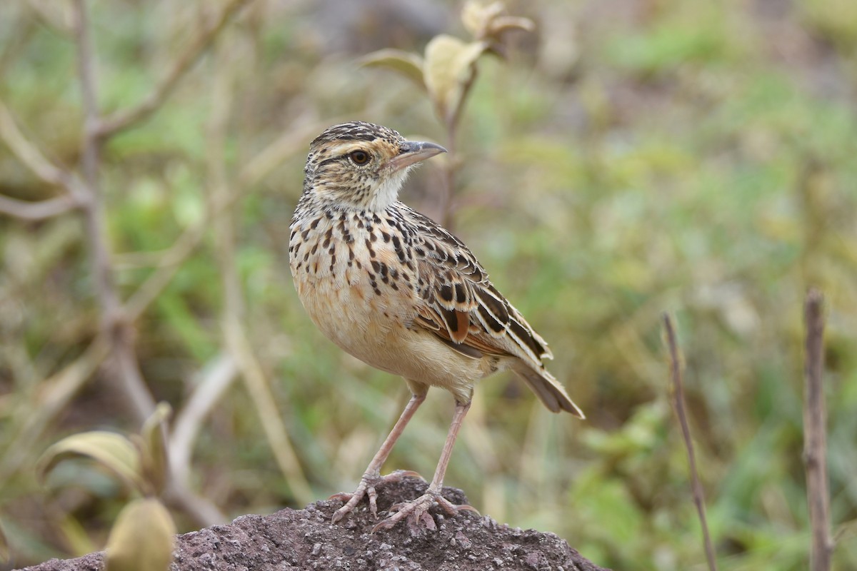 Rufous-naped Lark (Serengeti) - ML634665744